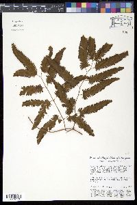 Lygodium volubile image