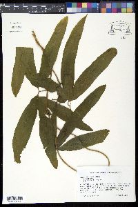 Lygodium volubile image
