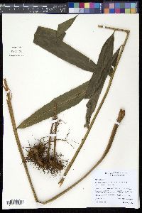 Media resource of Metaxya rostrata