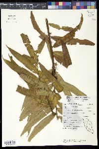 Media resource of Plagiogyria tuberculata