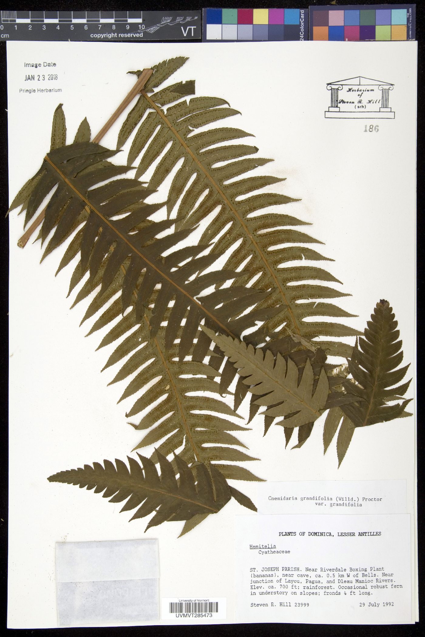 Cyathea grandifolia var. grandifolia image