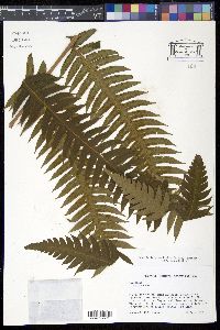 Cyathea grandifolia var. grandifolia image