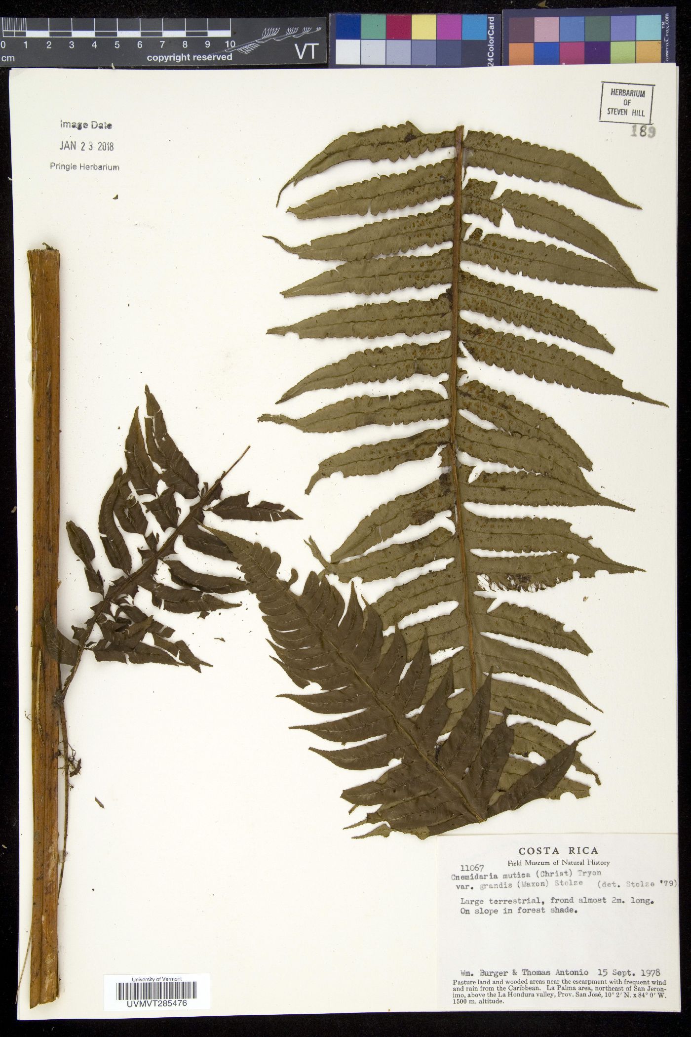 Cnemidaria mutica var. grandis image