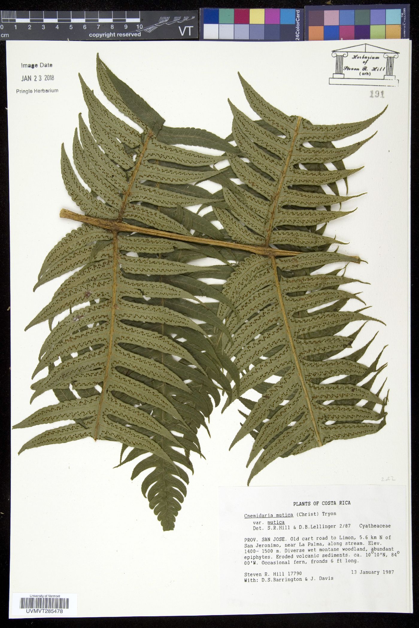 Cnemidaria mutica var. mutica image