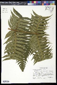 Cnemidaria mutica image