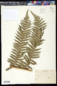 Cyathea smithii image