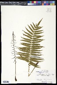 Media resource of Plagiogyria glauca