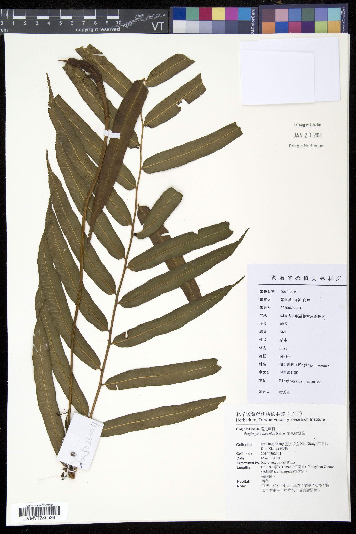Plagiogyria japonica image