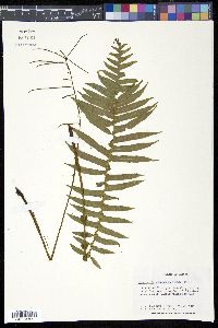 Media resource of Plagiogyria stenoptera