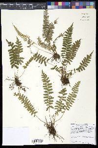 Media resource of Lindsaea obtusa