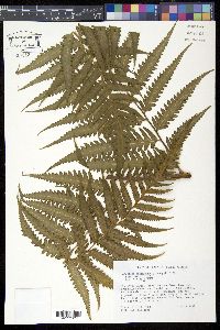 Media resource of Saccoloma domingense