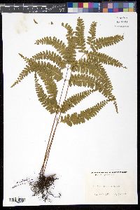 Lindsaea quadrangularis image