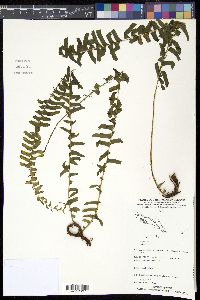 Lindsaea repens image