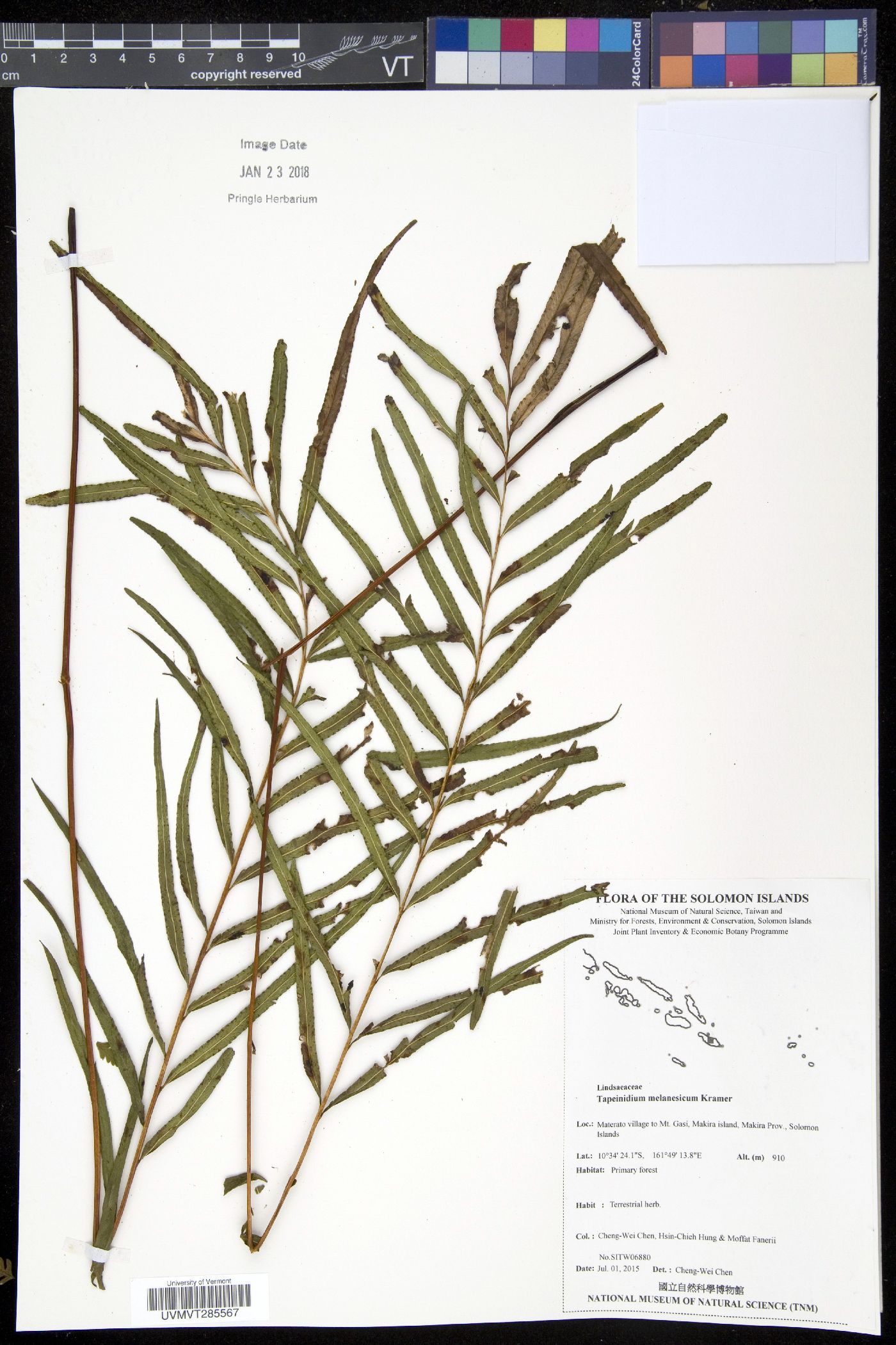Tapeinidium melanesicum image