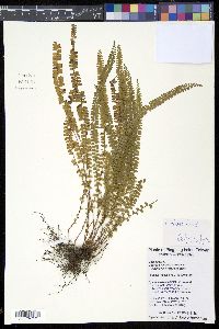 Media resource of Lindsaea lucida