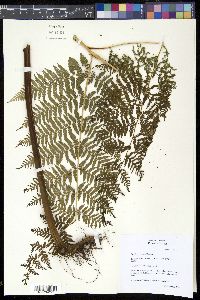 Media resource of Hypolepis elegans