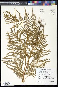 Pteridium aquilinum subsp. pseudocaudatum image