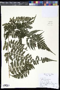 Media resource of Dennstaedtia dissecta