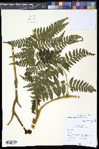 Media resource of Hypolepis flexuosa