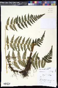 Hypolepis flexuosa image