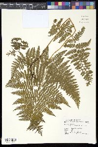 Media resource of Hypolepis punctata
