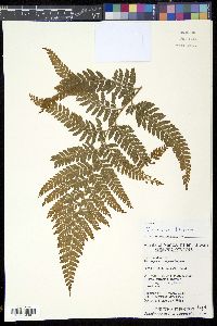 Microlepia trichocarpa image