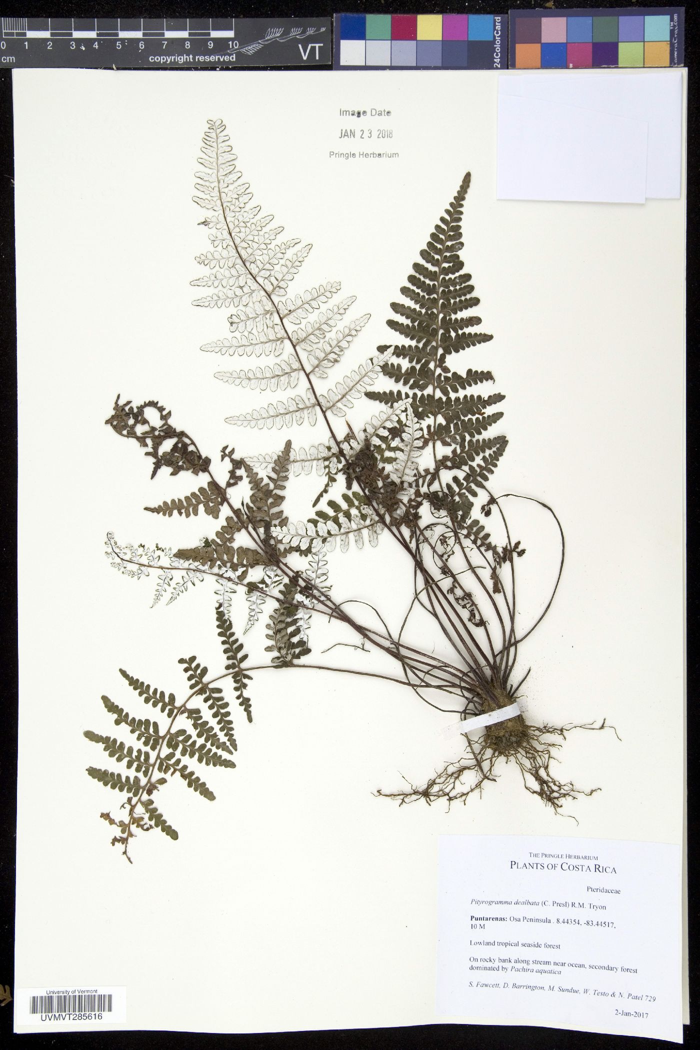 Pityrogramma dealbata image