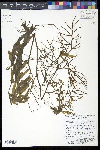 Media resource of Ceratopteris thalictroides