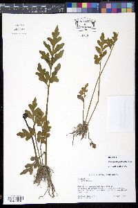 Media resource of Ceratopteris pteridoides