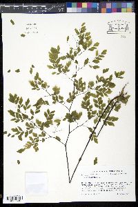 Adiantum tenerum image