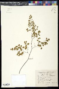 Adiantum poiretii image