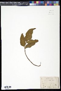 Media resource of Acrostichum aureum