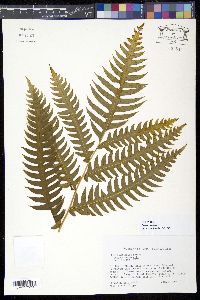 Media resource of Pteris arborea