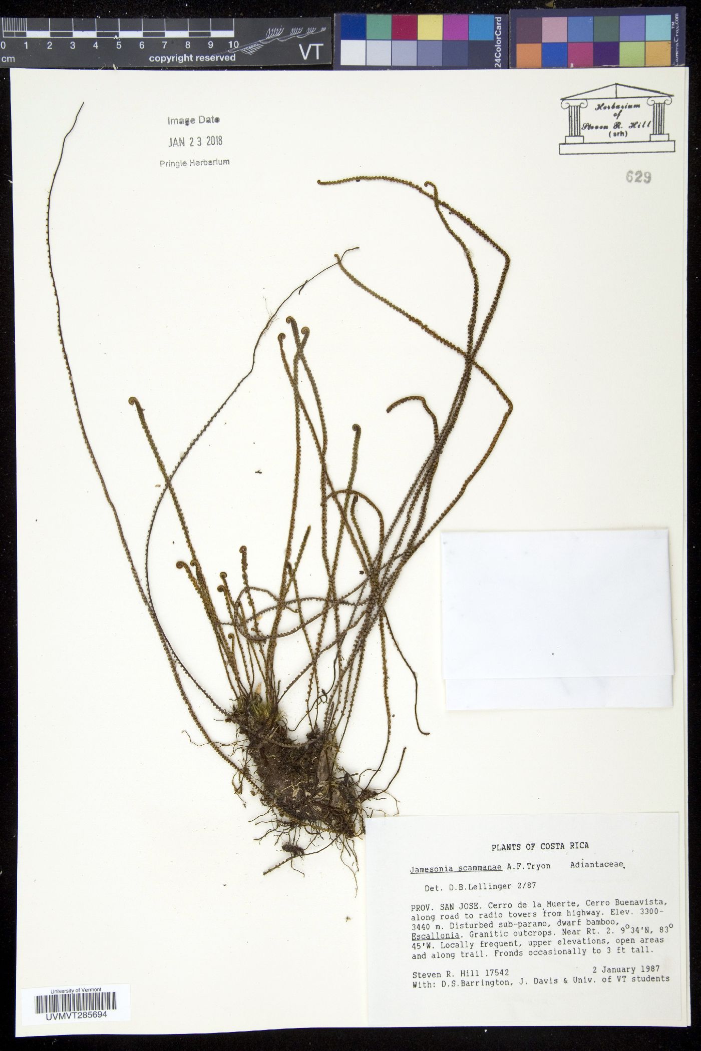 Jamesonia scammanae image