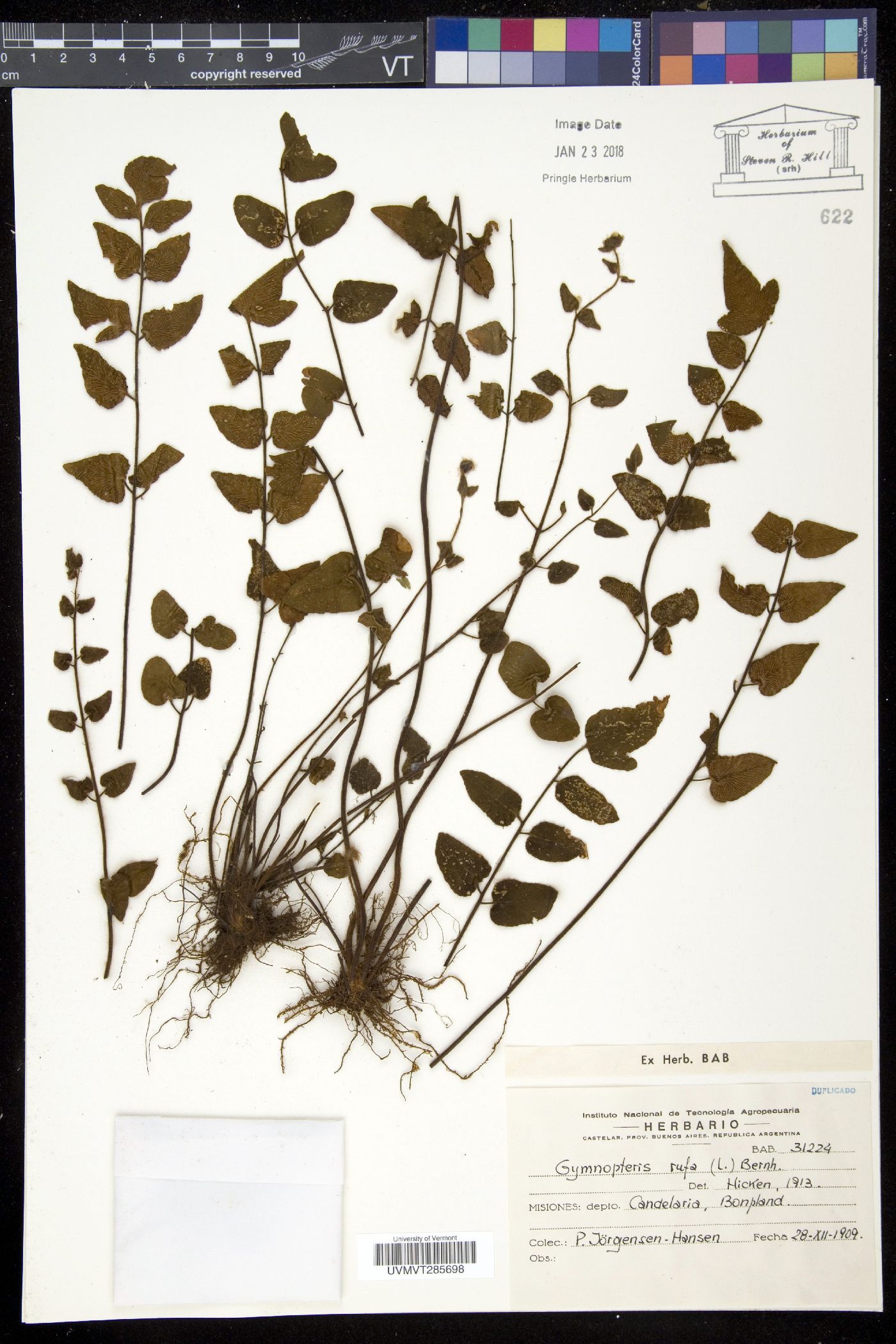 Gymnopteris rufa image