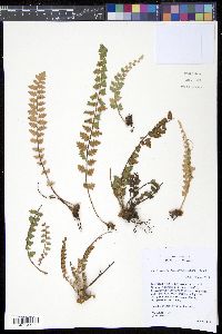 Astrolepis laevis image