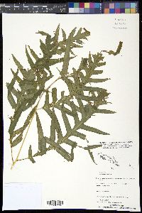 Pteris comans image