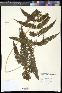Media resource of Pteris arisanensis