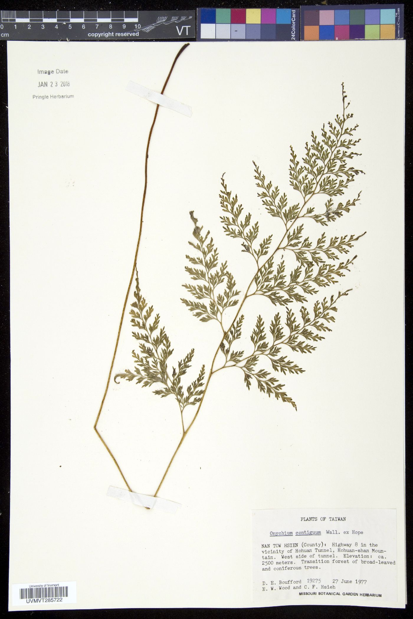 Onychium lucidum image