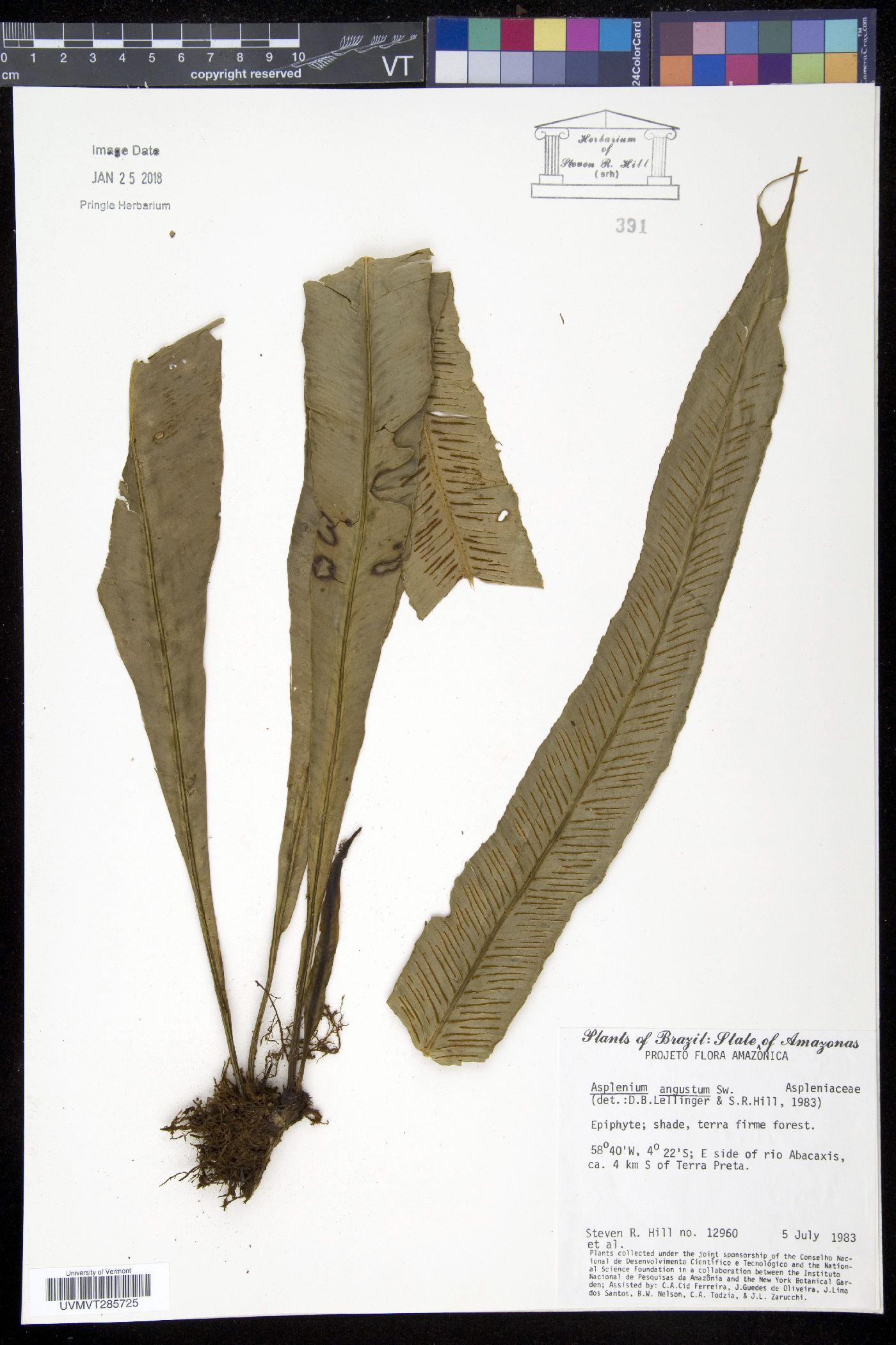 Asplenium angustum image