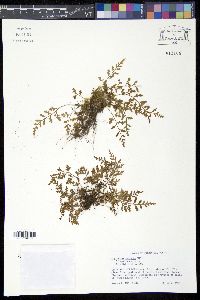 Asplenium montanum image