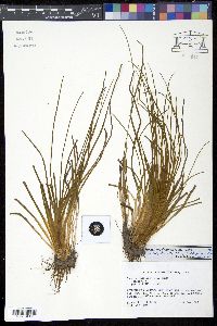 Isoëtes engelmannii image