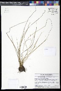 Isoëtes flaccida image