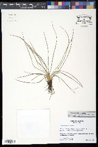 Media resource of Isoëtes georgiana