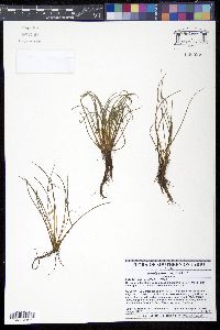 Media resource of Isoëtes macrospora