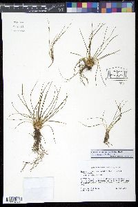 Isoëtes piedmontana image