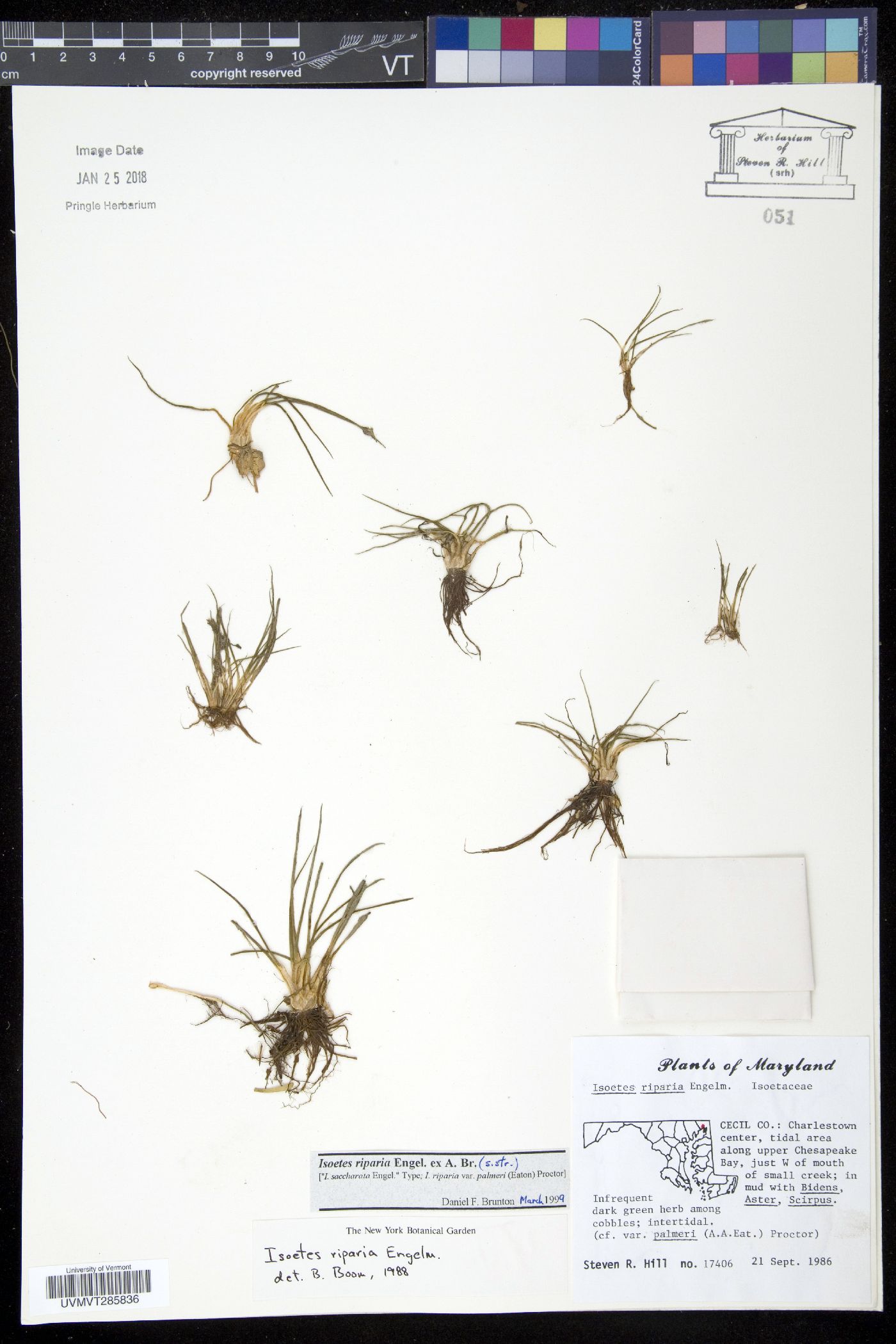 Isoëtes riparia var. palmeri image