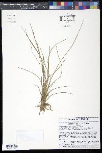 Media resource of Isoëtes virginica
