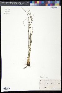 Isoëtes engelmannii image