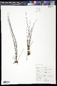 Isoëtes riparia image